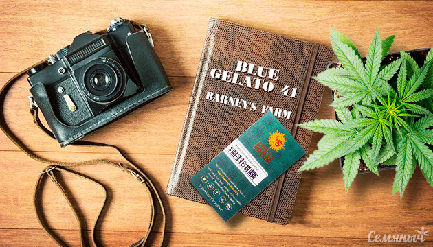 Выращивание сорта Blue Gelato 41