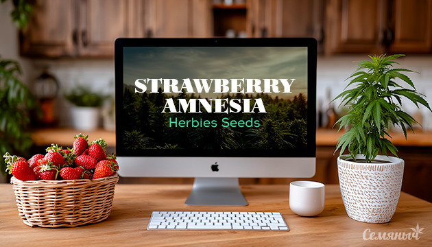 Гроурепорт сорта Strawberry Amnesia от Herbies Seeds