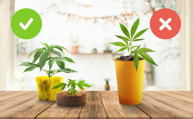 Таблетки из торфа и минеральная вата