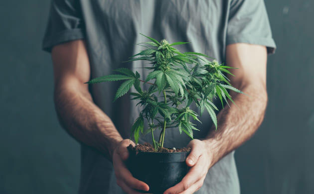 Выращивание марихуаны в помещении без отопления