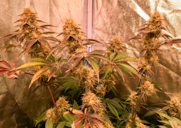 12 неделя роста конопли