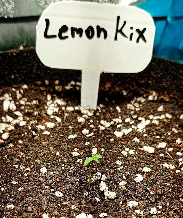 Росток Auto Lemon Kix