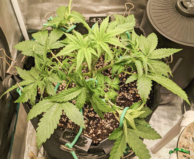 Уход за обеими палатками с Bruce Banner Auto