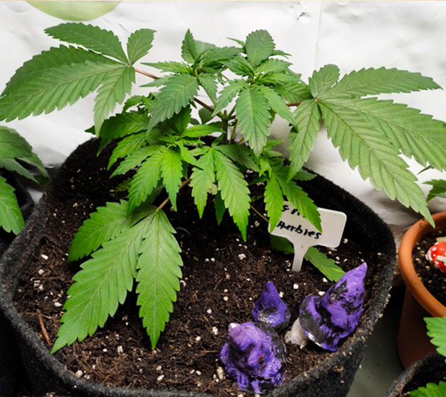 Grandmommy Purple в новом горшке