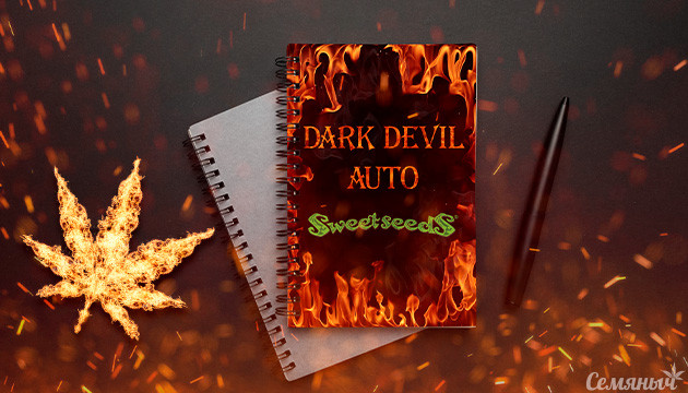 Гроурепорт сорта марихуаны Dark Devil Auto