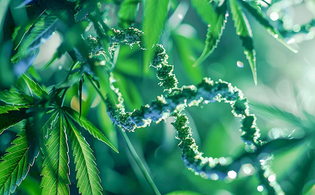 Влияние генотипа на характеристики каннабиса