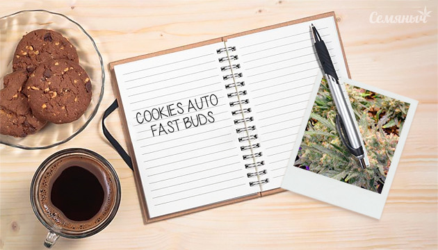 Гроурепорт сорта марихуаны Cookies Auto