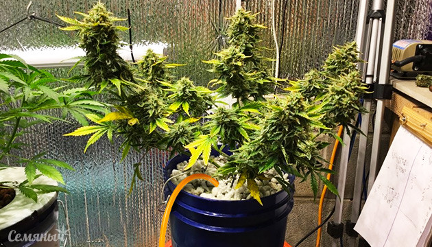 Конопляное ведро