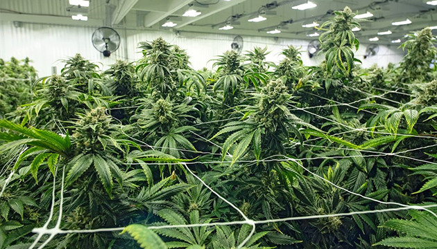 Выращивание по методу ScrOG