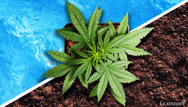 Почва и гидропоника: Сравнение с учетом всех 