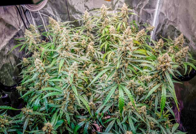 10 неделя выращивания конопли