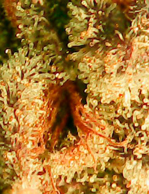 Трихомы под увеличением