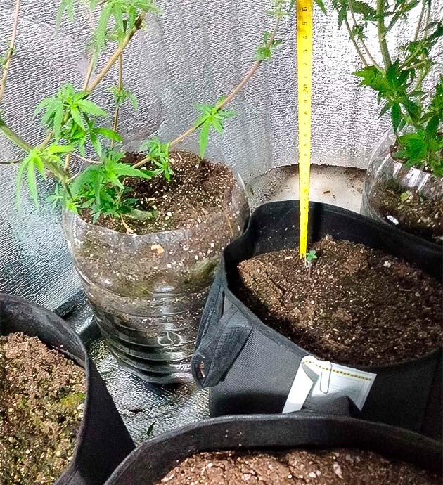 Росток Sexy Cinderella Auto от Семяныча 1 неделе