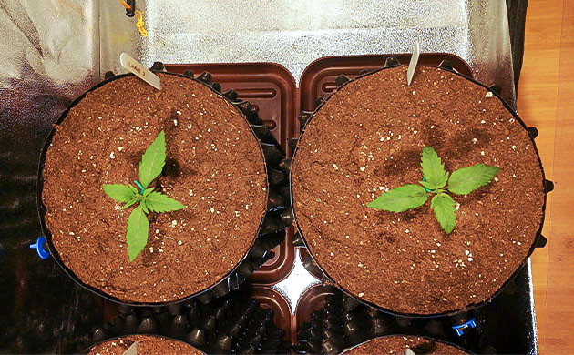 Две пары полноценных листьев на ростках