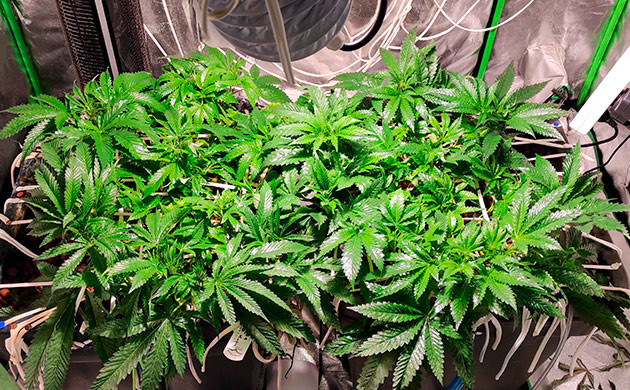 развитие листьев куста Bubba Island Kush