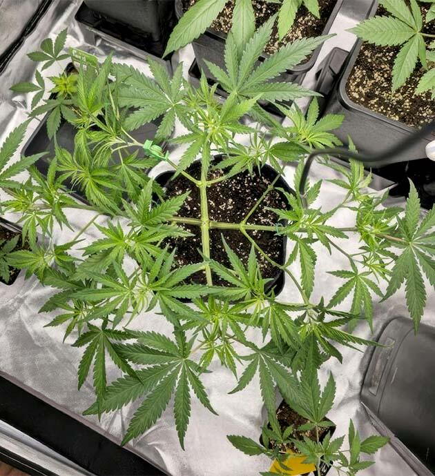 Куст Super Silver Haze от GHS на 5 неделе