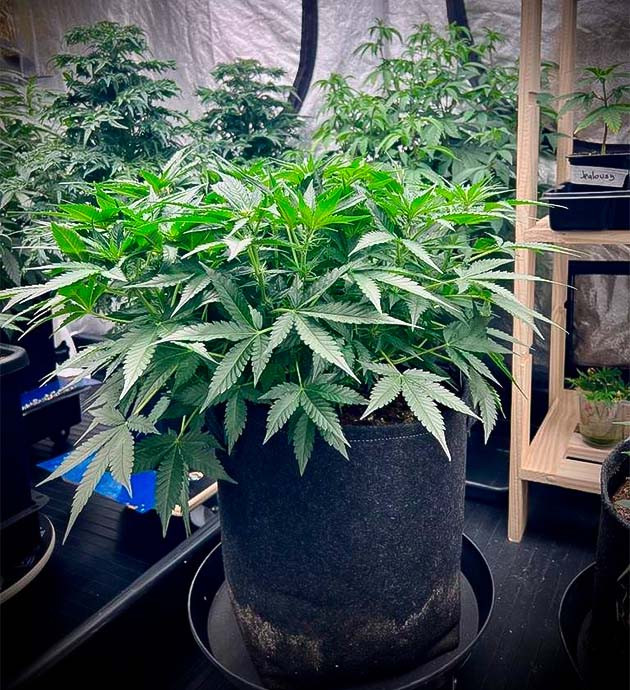 Куст Cherry Cola Auto на 7 неделе выращивания