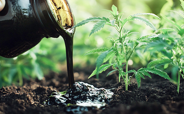 Подкормка для биоты конопли