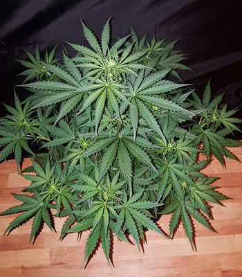 Auto White Widow вид сверху