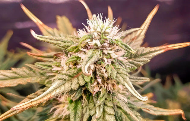 Шишка сорта конопли +Speed Auto