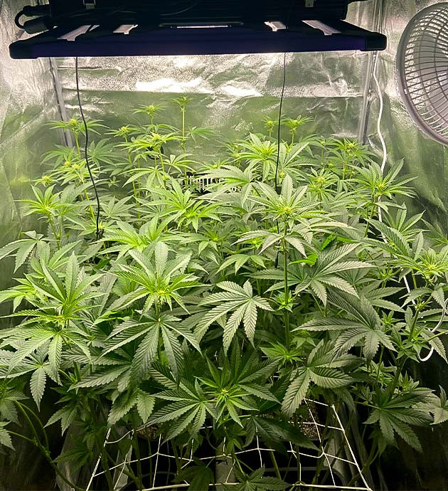 Регулировка света и дефолиация Vanilla Frosting