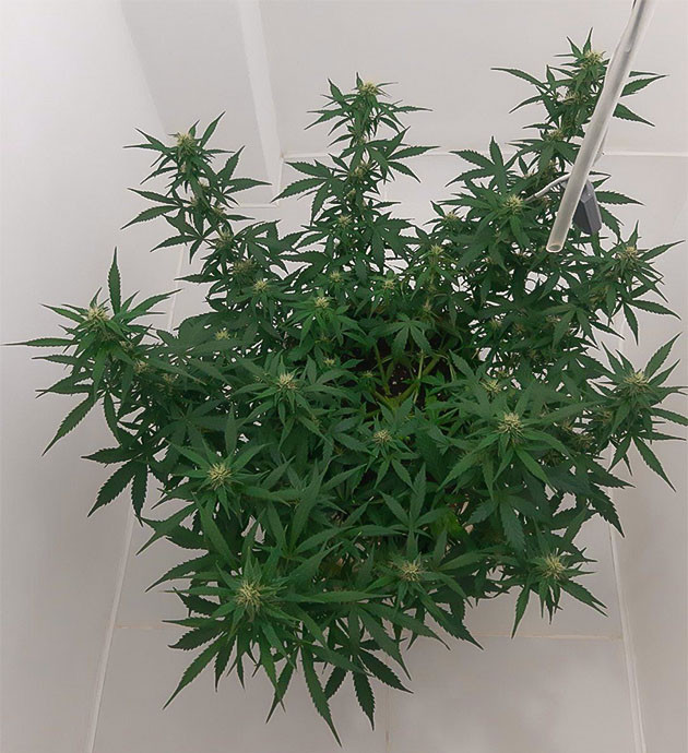 Регулировка освещения Bruce Banner Auto