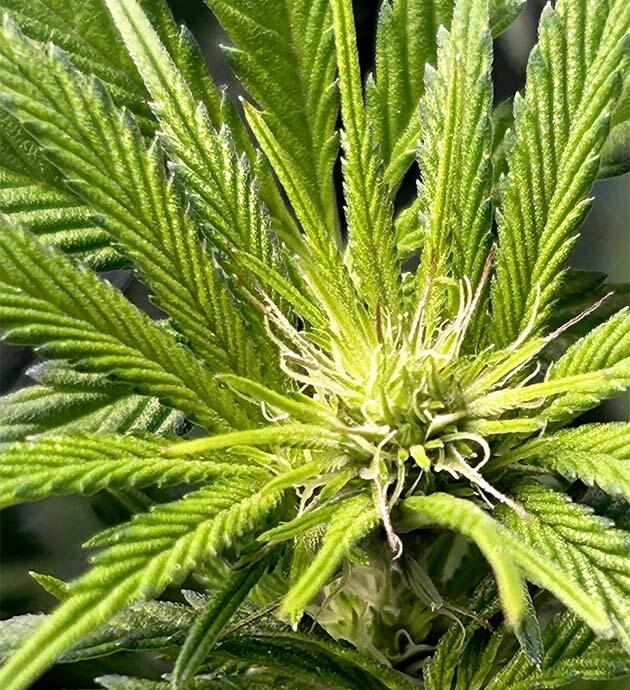 9 неделя выращивания RS11 x Banana OG