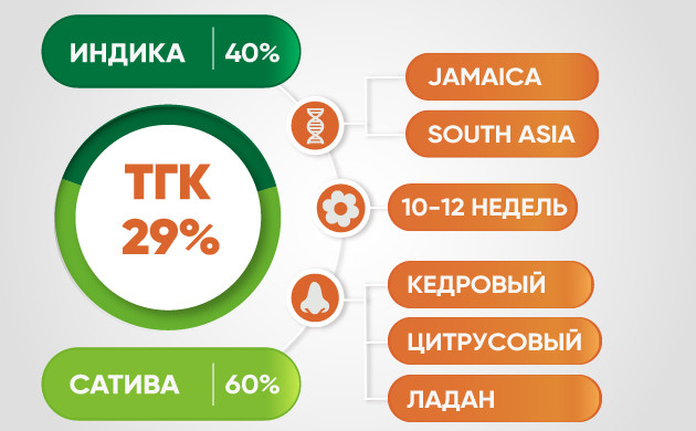 Описание сорта конопли Astral