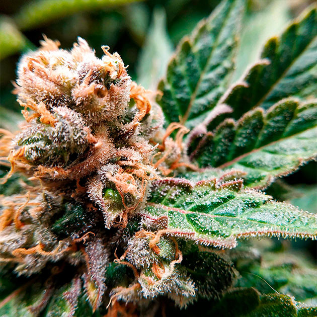 Соцветие на 18 неделе выращивания