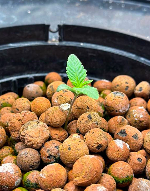 Гроурепорт сорта Roze Runtz