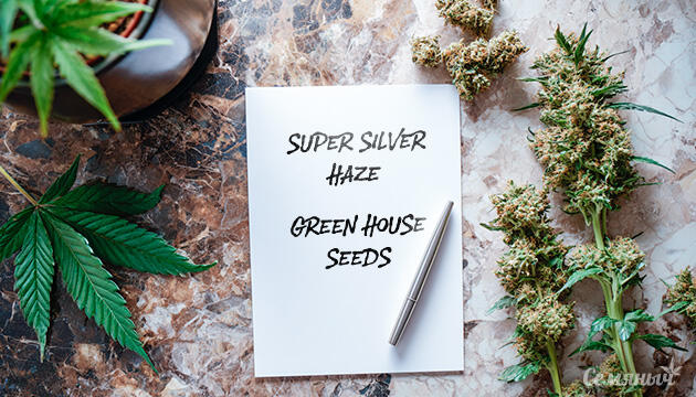 Гроурепорт сорта Super Silver Haze от Green House Seeds