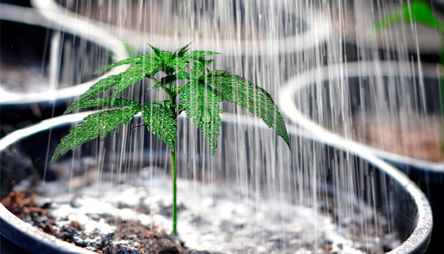 Перелив марихуаны