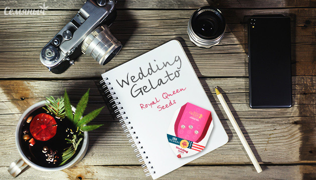 Гроурепорт по выращиванию сорта Wedding Gelato