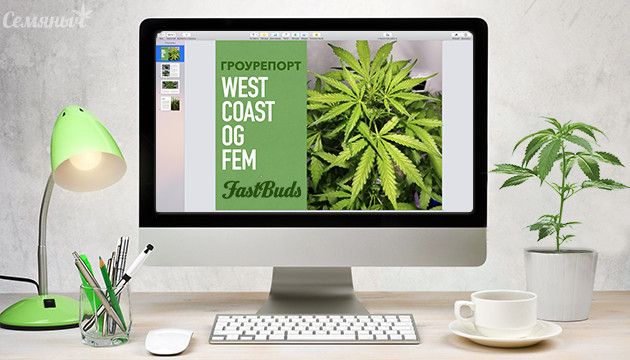 Гроурепорт сорта конопли West Coast OG fem