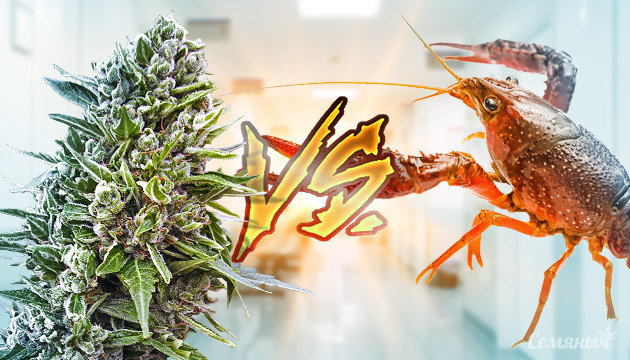 Конопля и рак