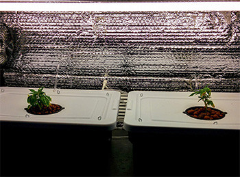 Саженцы для клонирования