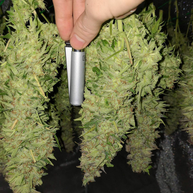 Шишки больших размеров