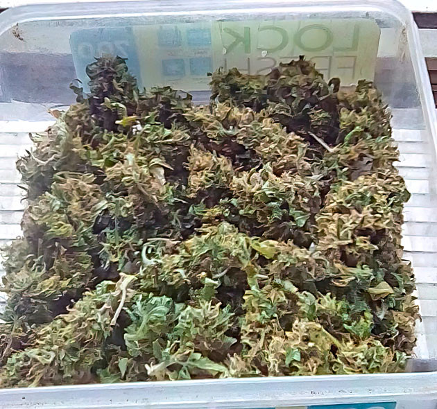 Результаты выращивания Eleven Roses