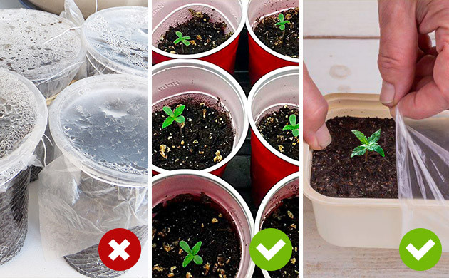 Регулярная проверка ростка на наличие плесени