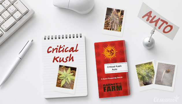 Гроурепорт сорта конопли Critical Kush Auto