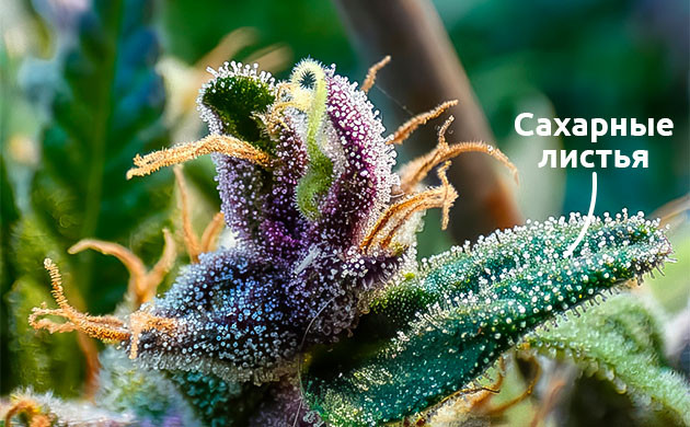 Как использовать сахарные листья для настоек и экстрактов