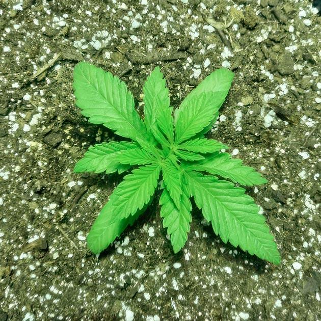 Рост марихуаны 10 см