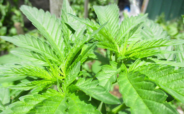 Два новых побега