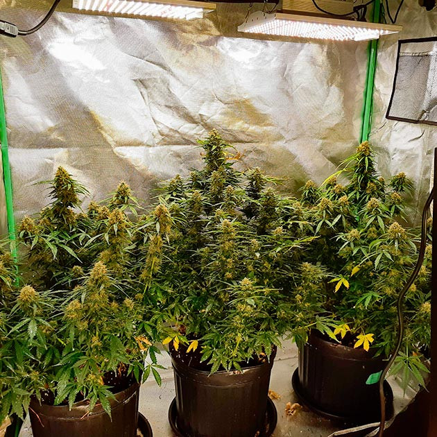 подготовка к харвесту Scout Cookies Auto