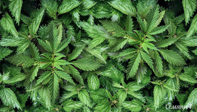 Конопля в куста крапивы