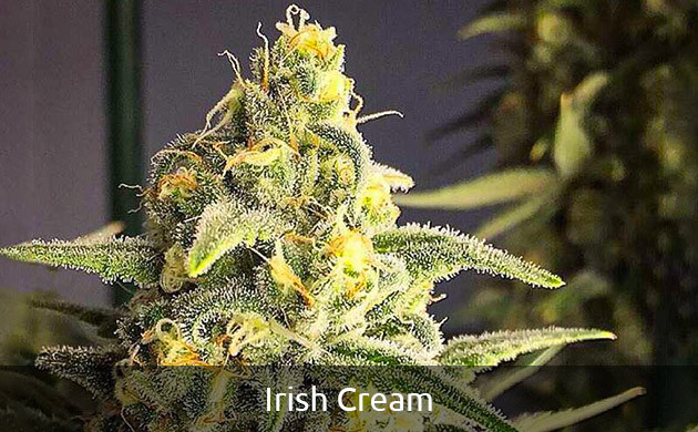 Irish Cream