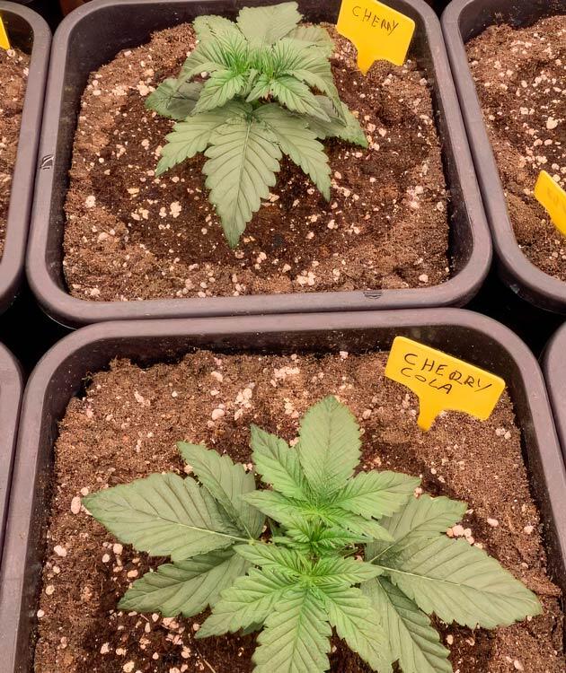 Растишки Cherry Cola Auto от FastBuds на 2 неделе