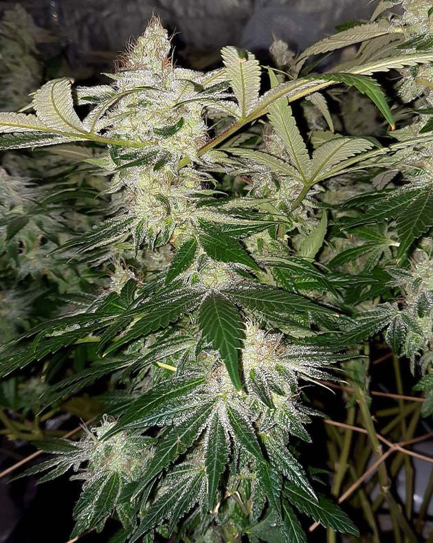 подготовка к харвесту Jack 47