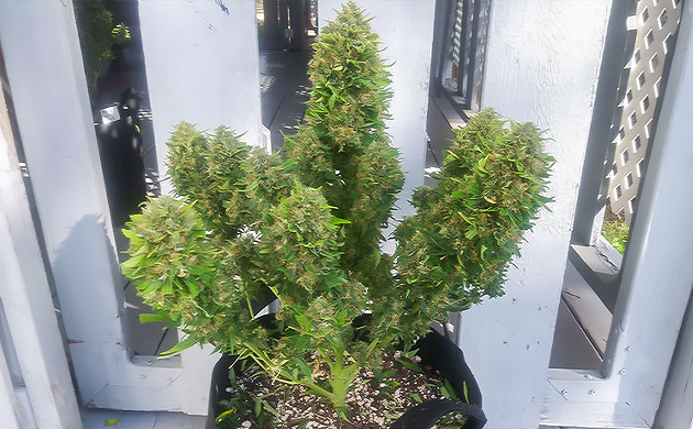 Куст конопли обрезанный от листьев