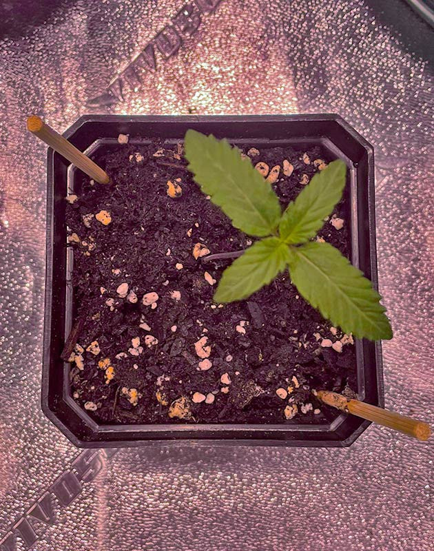 Росток White Wedding RBX от сидбанка Ethos Genetics